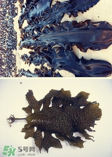 昆布是什么？昆布是海帶嗎