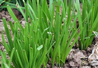 6月份能種韭菜嗎？ 6月份能種韭菜種子嗎？