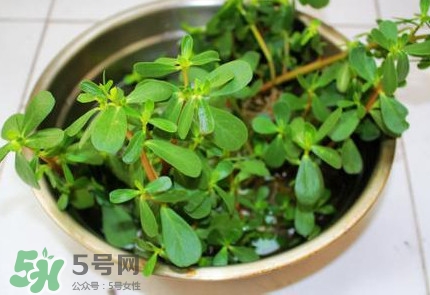 馬蜂菜怎么吃？馬蜂菜怎么做好吃