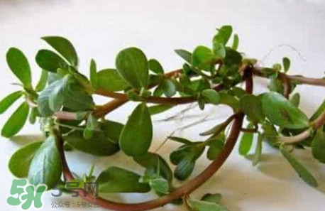 馬蜂菜跟什么相克？什么人不能吃馬蜂菜？