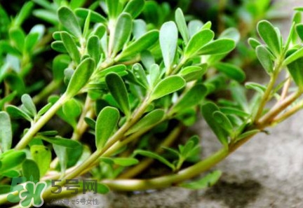 馬蜂菜有毒嗎？馬蜂菜有什么好處