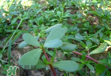 馬蜂菜有毒嗎？馬蜂菜有什么好處