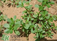 馬蜂菜孕婦可以吃嗎？孕婦能吃馬蜂菜嗎