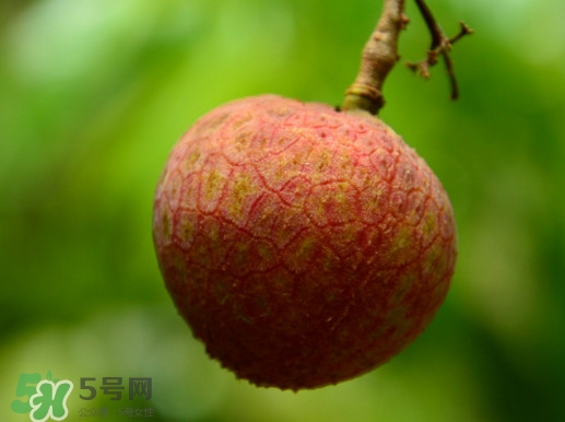 增城哪里可以摘荔枝？增城哪里有荔枝摘