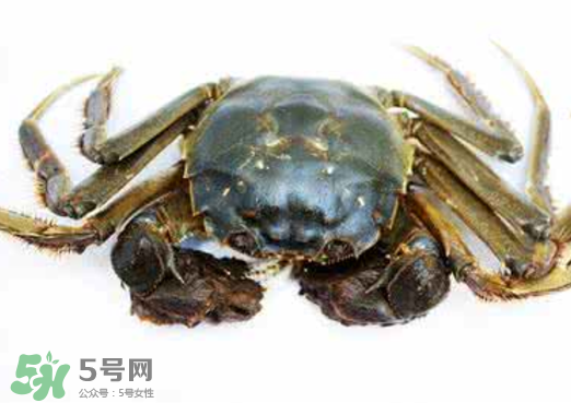 黃浦江邊為什么會出現(xiàn)大閘蟹？黃浦江岸邊驚現(xiàn)大閘蟹