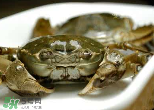 黃浦江邊為什么會出現(xiàn)大閘蟹？黃浦江岸邊驚現(xiàn)大閘蟹