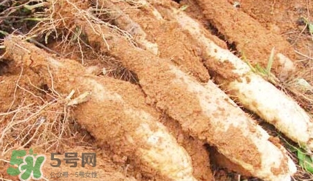 淮山藥是鐵棍山藥嗎？淮山藥和鐵棍山藥的區(qū)別
