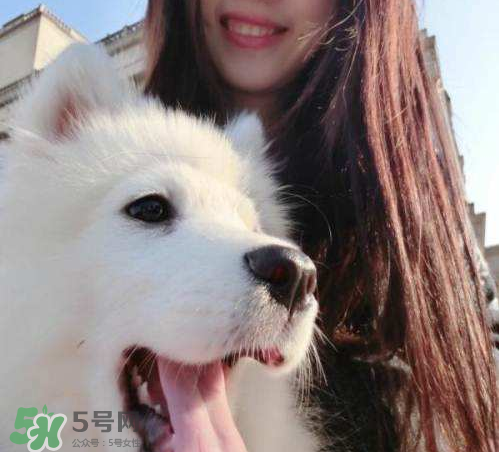 薩摩耶多少錢一只？小薩摩耶多少錢一只？