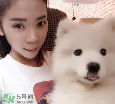 薩摩耶多少錢一只？小薩摩耶多少錢一只？