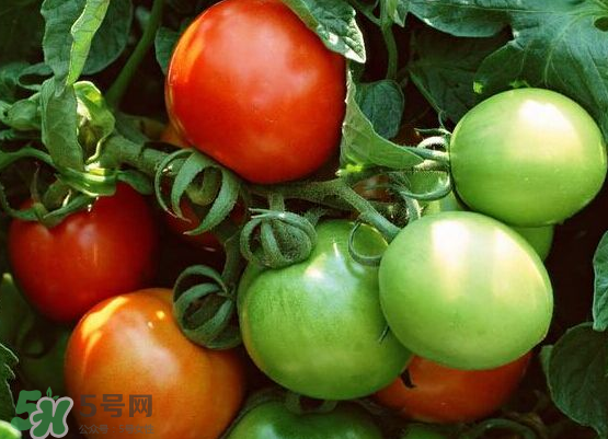 青西紅柿放紅了能吃嗎？青西紅柿放熟了能吃嗎？