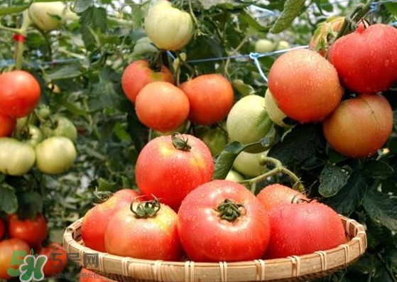 青西紅柿放紅了能吃嗎？青西紅柿放熟了能吃嗎？