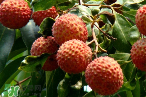 增城荔枝多少錢一斤？增城荔枝哪里的最好吃