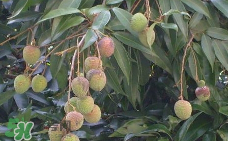 黑葉荔枝有什么特點(diǎn)？黑葉荔枝的功效