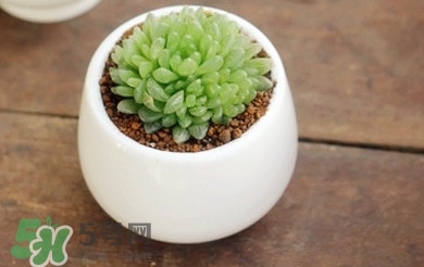 多肉植物怎么養(yǎng)？多肉植物多久澆一次水