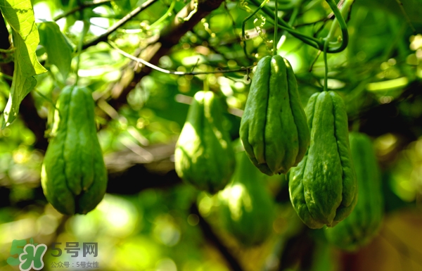 佛手瓜是涼性還是熱性？佛手瓜是什么樣子？