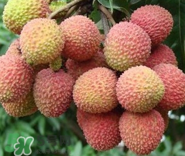 增城哪里可以摘荔枝？增城哪里有荔枝摘