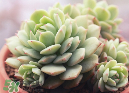 多肉植物能吃嗎？多肉植物哪些可以吃