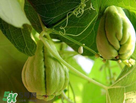 佛手與佛手瓜有什么區(qū)別？佛手與佛手鉗有什么區(qū)別