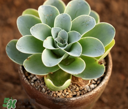 多肉植物怎么養(yǎng)？多肉植物多久澆一次水