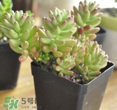 多肉植物能吃嗎？多肉植物哪些可以吃