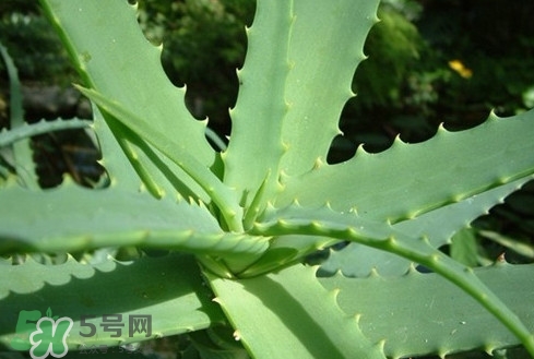 多肉植物能吃嗎？多肉植物哪些可以吃