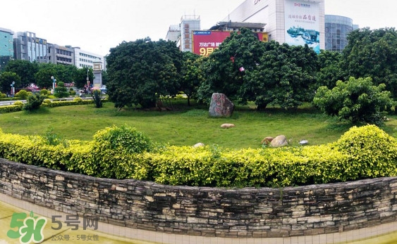 掛綠荔枝為什么這么出名？掛綠荔枝的由來和傳說