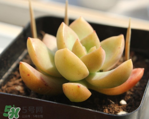 多肉植物能吃嗎？多肉植物哪些可以吃