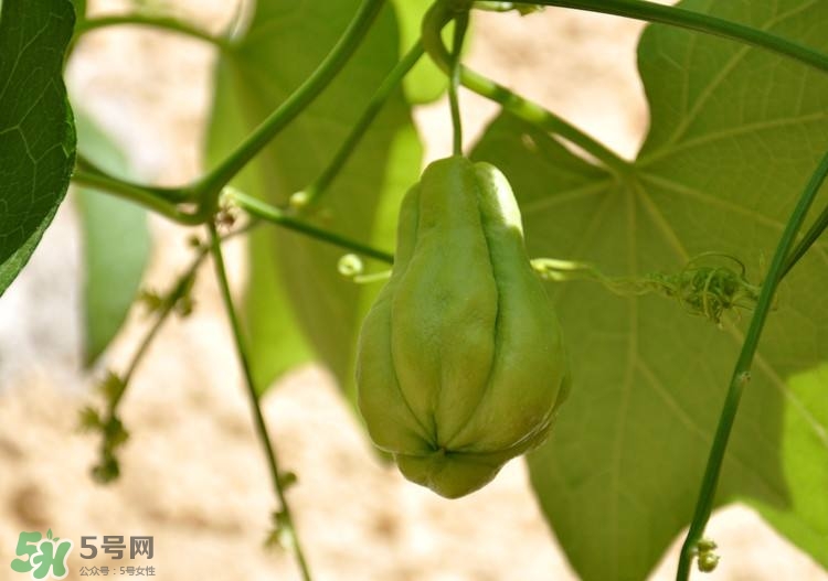 佛手瓜發(fā)芽了可以吃嗎？佛手瓜怎么吃？