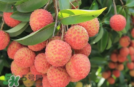 黑葉荔枝有什么特點(diǎn)？黑葉荔枝的功效