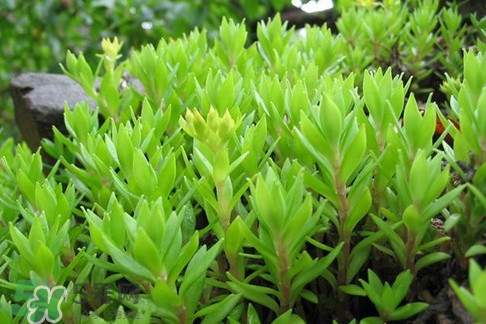 多肉植物能吃嗎？多肉植物哪些可以吃