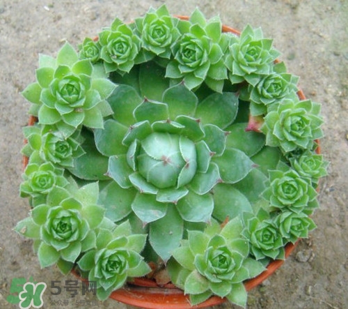 多肉植物能吃嗎？多肉植物哪些可以吃