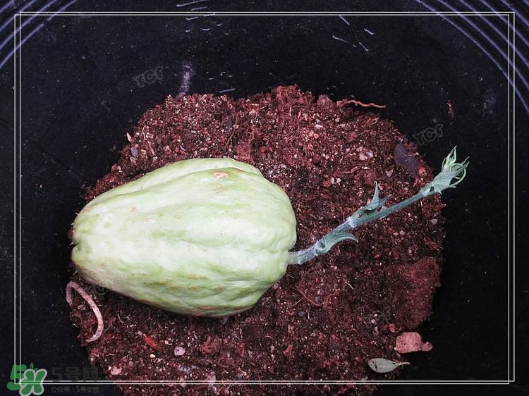 佛手瓜發(fā)芽了可以吃嗎？佛手瓜怎么吃？