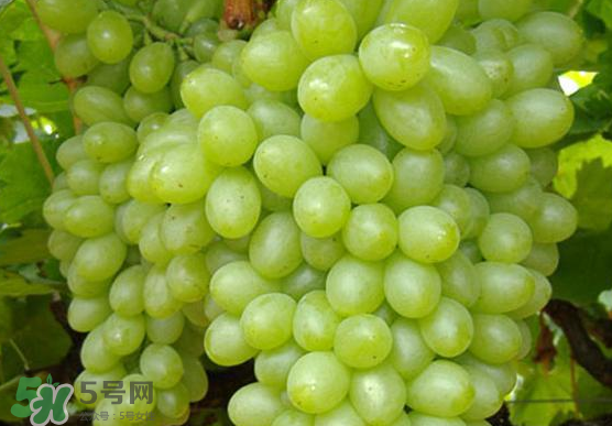 青提是轉(zhuǎn)基因嗎？青提怎么挑？