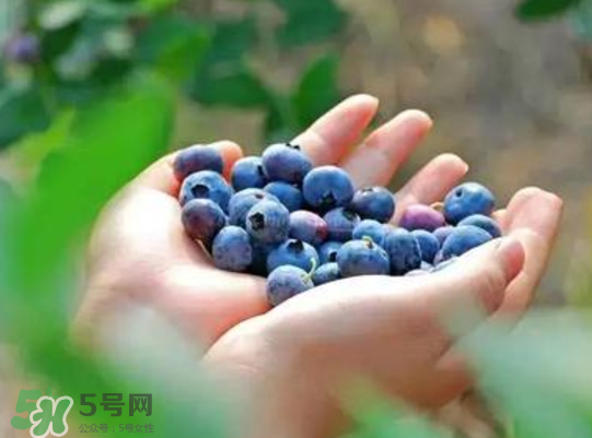 藍莓和楊梅能一起吃嗎？藍莓和楊梅可以一起泡酒嗎？