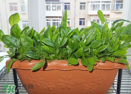 夏天可以種什么蔬菜？夏天適合種什么蔬菜？
