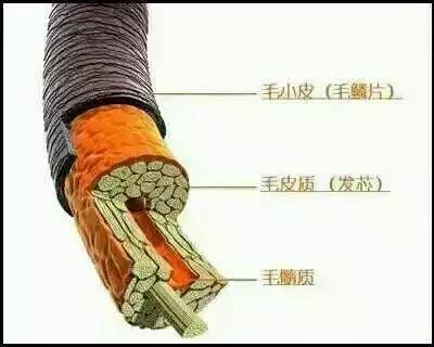 歐貝芙洗發(fā)水怎么樣？歐貝芙洗發(fā)水好用嗎