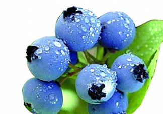 藍(lán)莓和楊梅能一起吃嗎？藍(lán)莓和楊梅可以一起泡酒嗎？
