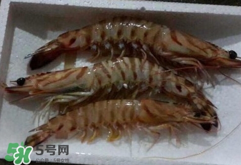 竹節(jié)蝦多少錢一斤？2017竹節(jié)蝦價格