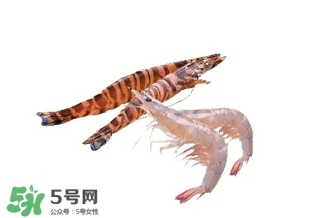 竹節(jié)蝦多少錢一斤？2017竹節(jié)蝦價格