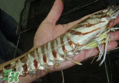竹節(jié)蝦和基圍蝦哪個好？基圍蝦貴還是竹節(jié)蝦貴