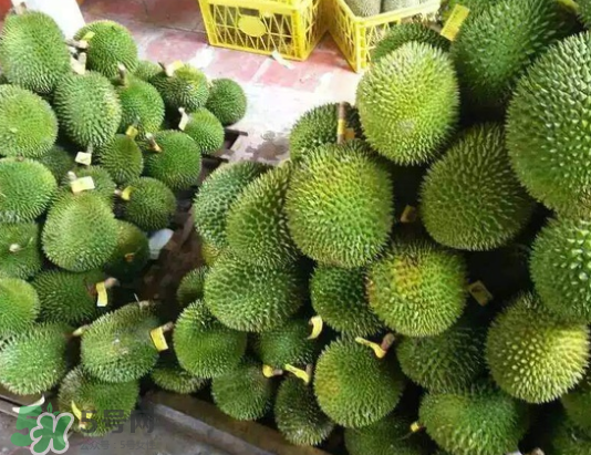 托曼尼榴蓮多少錢？托曼尼榴蓮是哪里的？