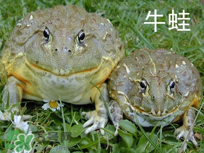 牛蛙什么時候最好吃肉最多？牛蛙幾月份的最好吃？