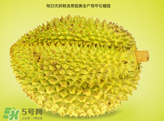 甲侖榴蓮和金枕哪個(gè)貴？甲侖榴蓮和金枕的區(qū)別