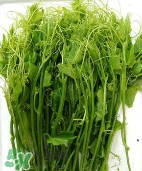 龍須菜有幾種？龍須菜多少錢(qián)一斤？