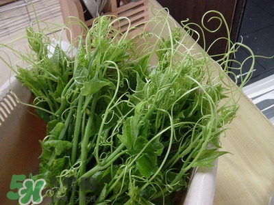 龍須菜是什么菜？龍須菜怎么吃？