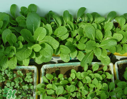 八月份可以種什么菜？八月份適合種植的蔬菜