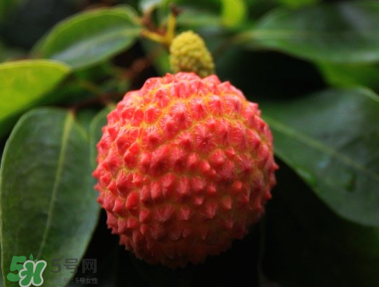 8月份還有荔枝嗎？荔枝幾月份下市？