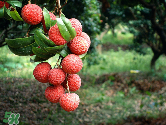 8月份還有荔枝嗎？荔枝幾月份下市？