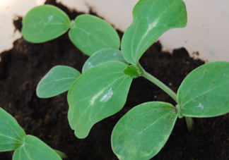 八月份可以種什么菜？八月份適合種植的蔬菜