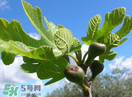無花果葉子煮水有什么作用？無花果葉泡水喝的功效